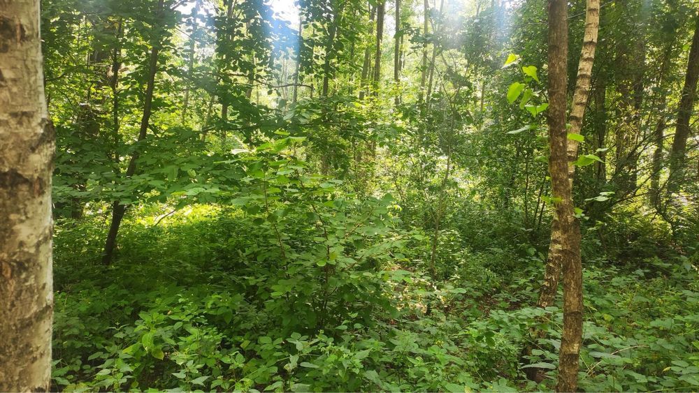 Działka rolno-budowlana Ługi. Zdjęcie 8