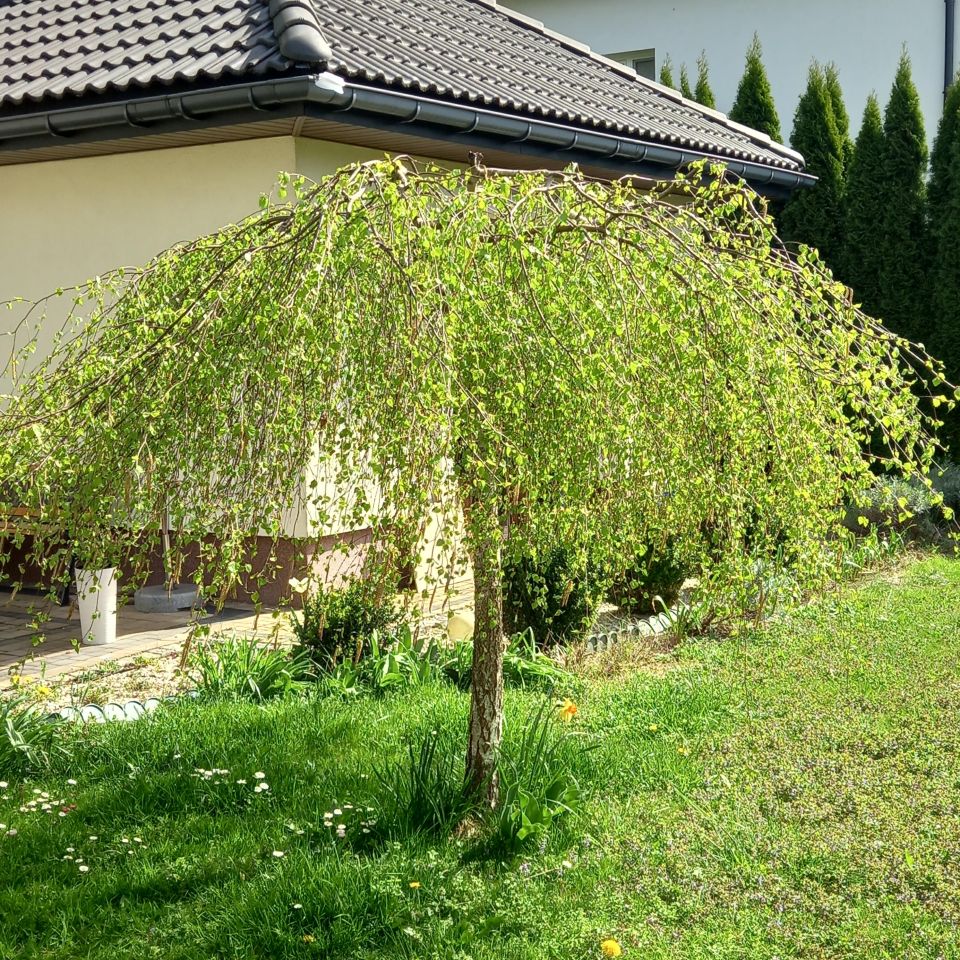 dom wolnostojący, 5 pokoi Gorlice Zawodzie. Zdjęcie 38