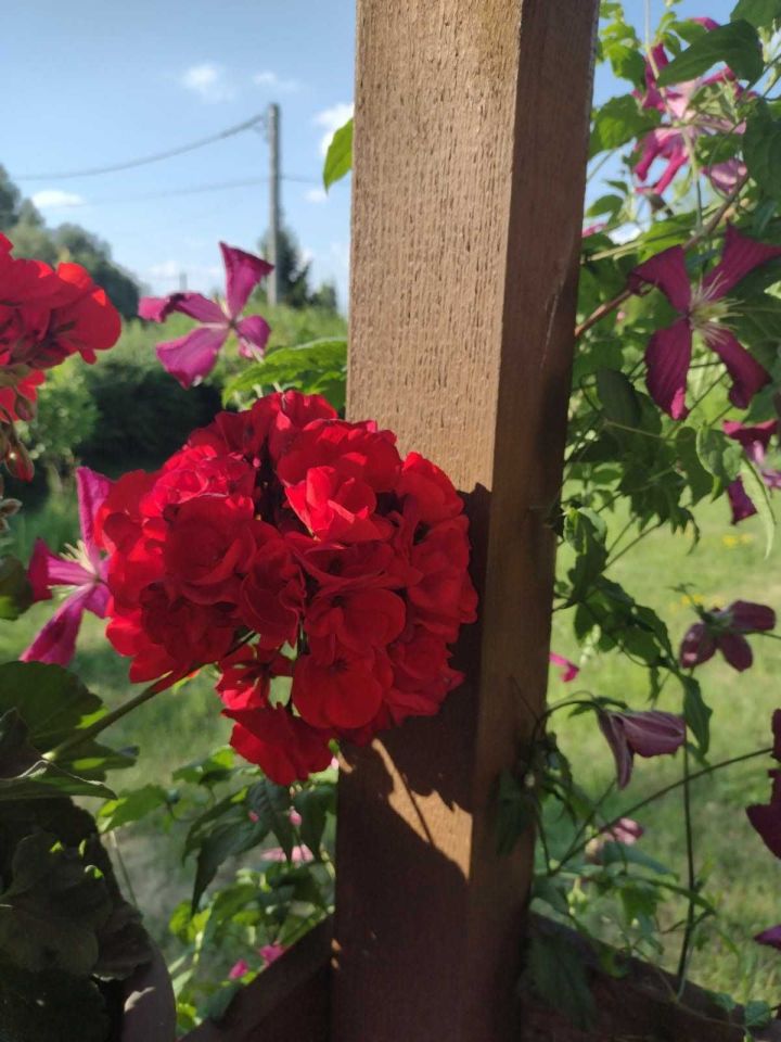 Działka rod Bytom. Zdjęcie 7