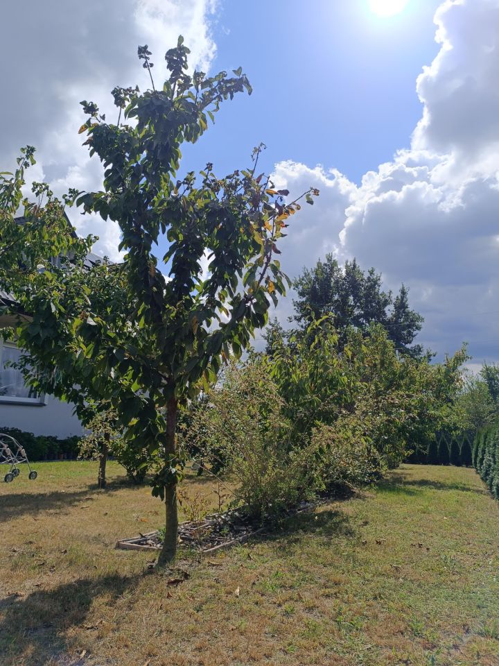 dom wolnostojący, 5 pokoi Byków, ul. Wiśniowa. Zdjęcie 5