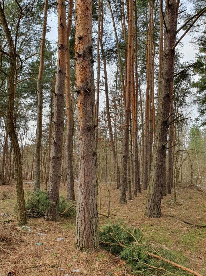 Działka rolno-budowlana Zosin. Zdjęcie 10