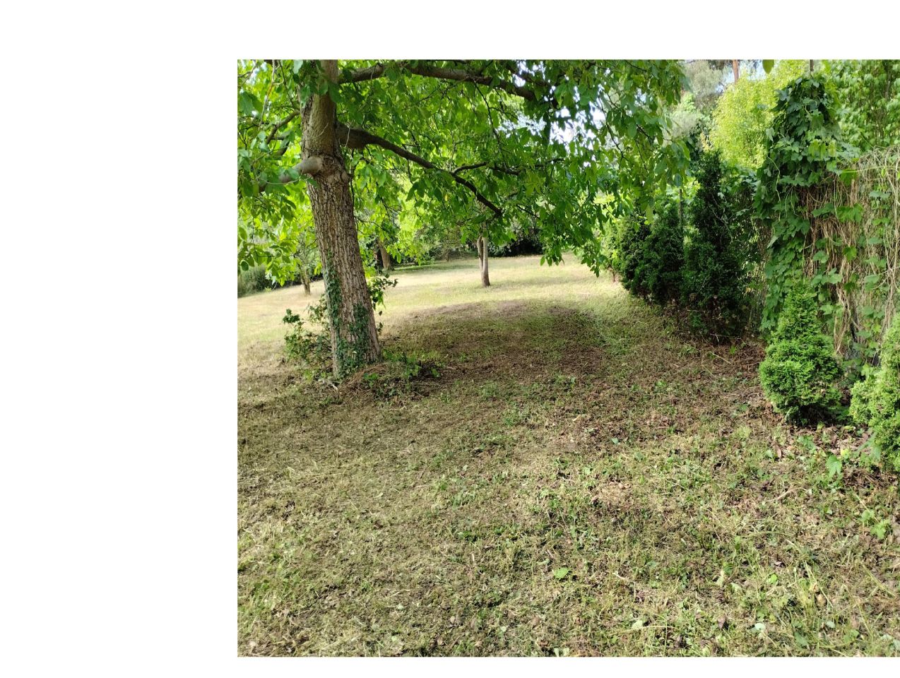 Działka budowlana Milanówek, ul. Lipowa