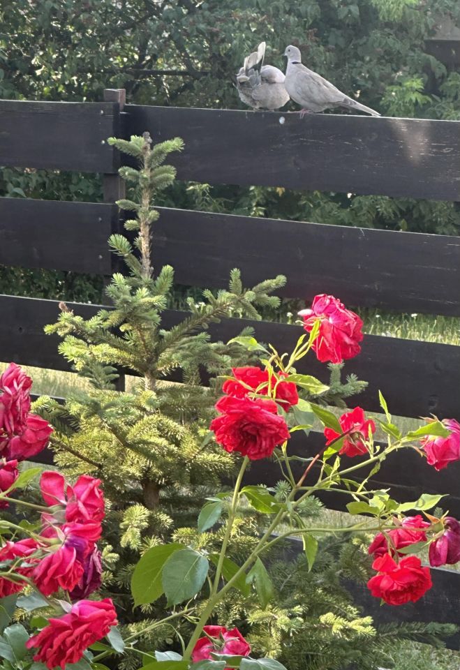 dom wolnostojący, 6 pokoi Mielec Stary Mielec, ul. Gabriela Narutowicza. Zdjęcie 4