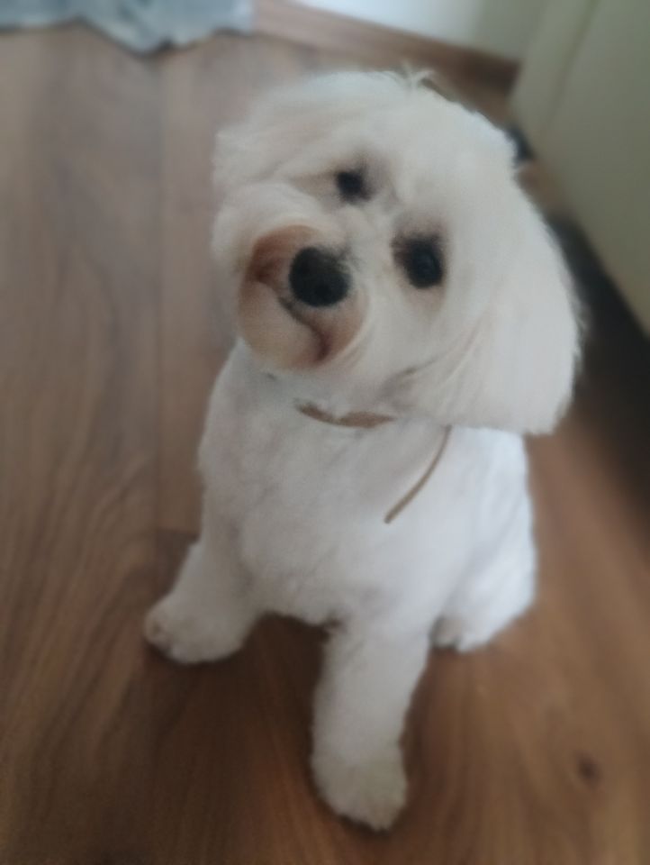 Mieszkanie 2-pokojowe Toruń Rubinkowo, ul. Józefa i Sylwestra Buszczyńskich. Zdjęcie 1