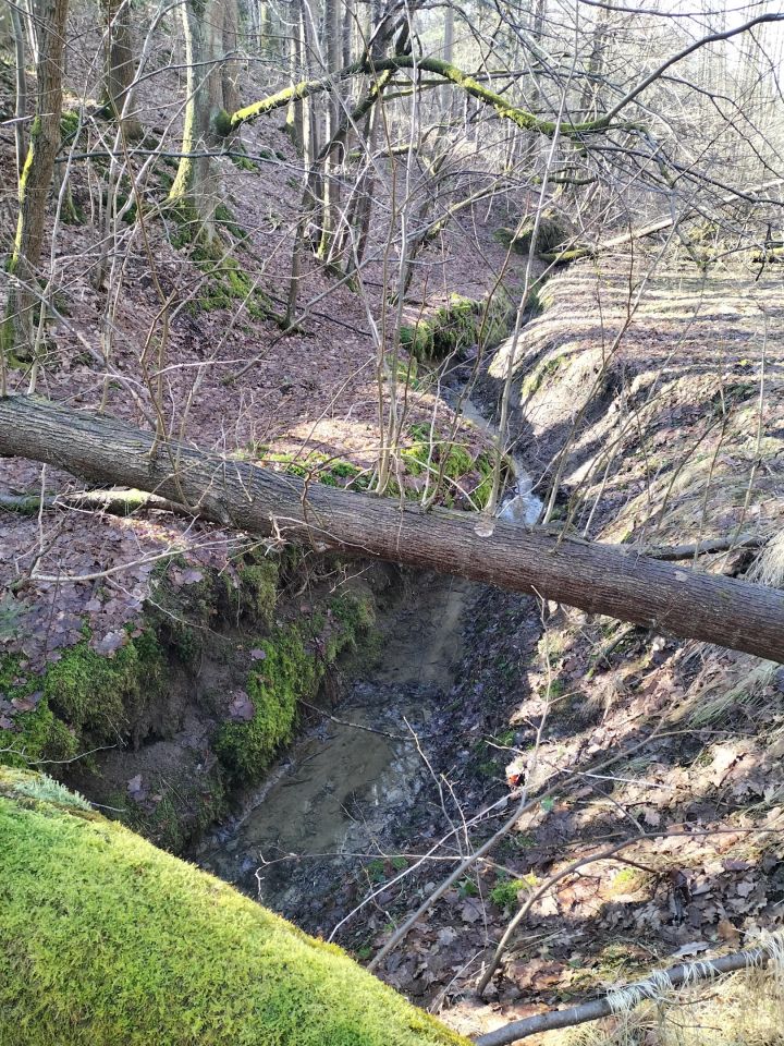 Działka leśna Brzezowa. Zdjęcie 9