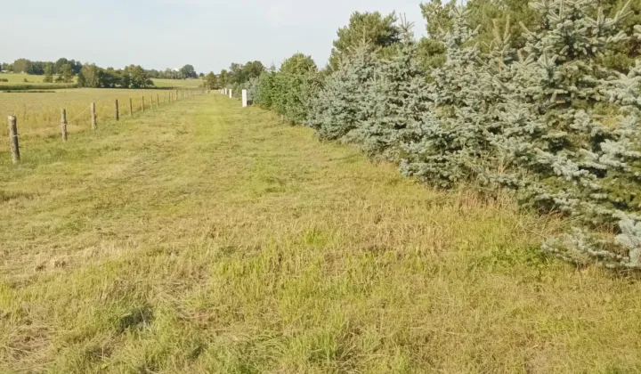 Działka rolno-budowlana Kowalewice