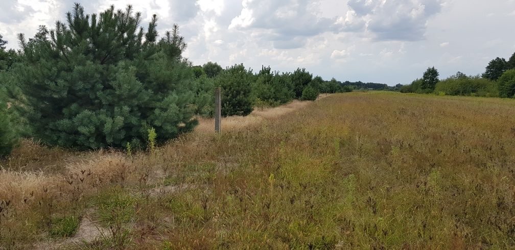 Działka rolna Kałuszyn. Zdjęcie 2