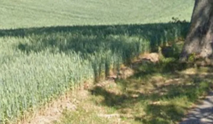 Działka rolno-budowlana Plemięta