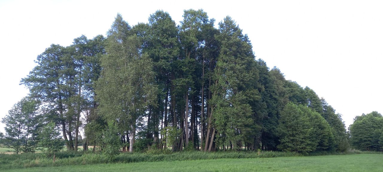 Działka rolna Kuskowizna. Zdjęcie 7