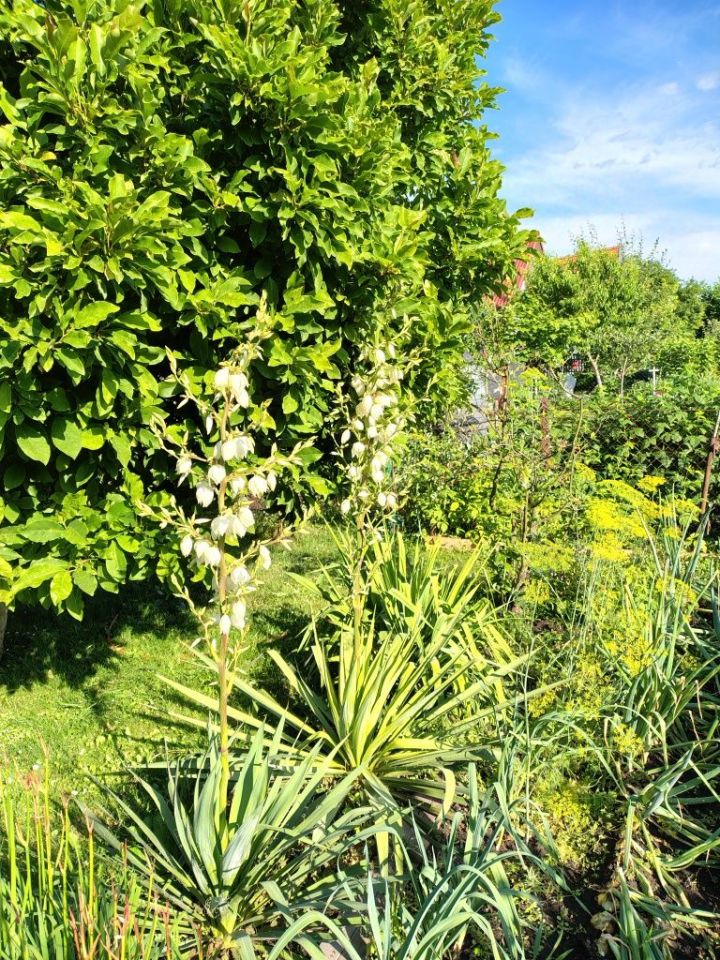 Działka rod Tarnobrzeg Wymysłów. Zdjęcie 3