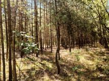 siedlisko, 3 pokoje Cyganka, ul. Wspólna. Zdjęcie 3