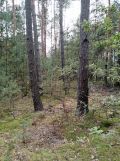Działka leśna Sudzin. Zdjęcie 4