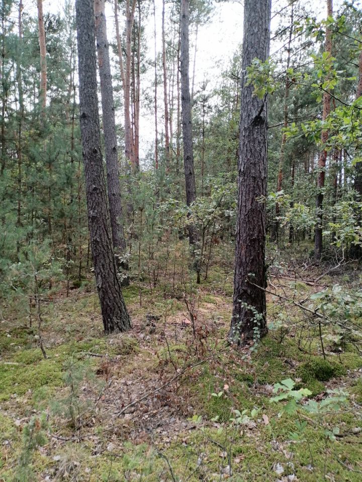 Działka leśna Sudzin. Zdjęcie 5