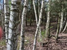 Działka budowlana Makówka, ul. Chmielna. Zdjęcie 4