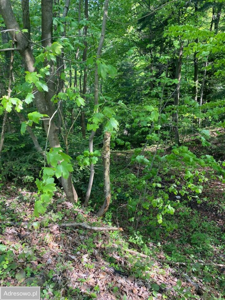 Działka budowlana Cieniawa. Zdjęcie 7