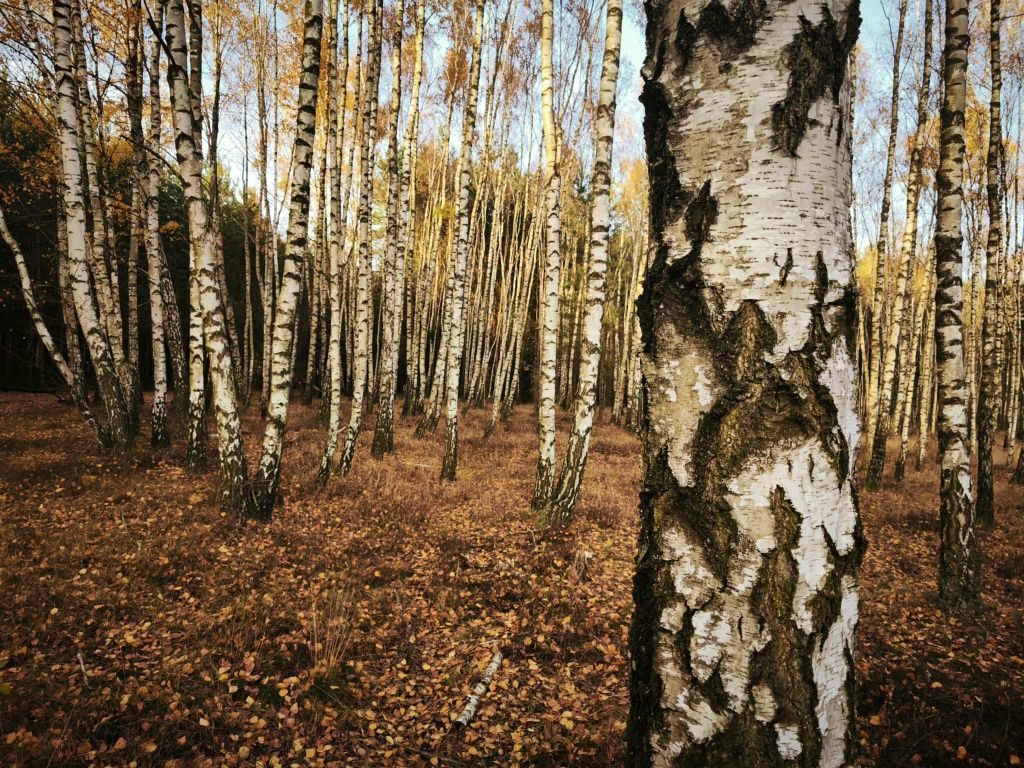 Działka leśna Kukowo. Zdjęcie 7