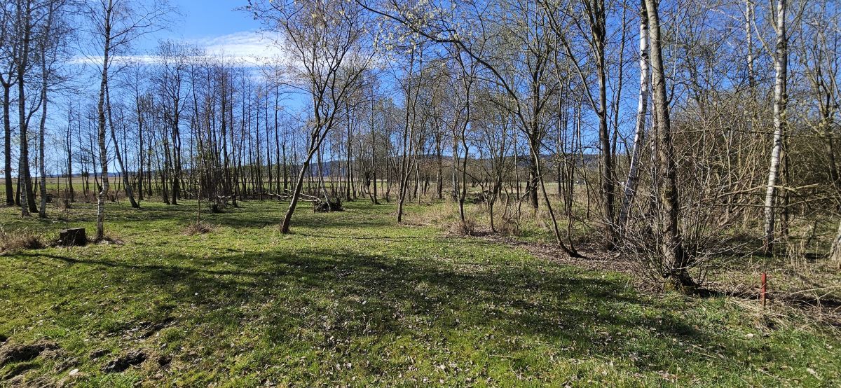 Działka budowlana Stary Wielisław. Zdjęcie 1