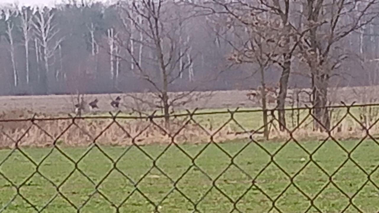 Działka rolno-budowlana Borówek. Zdjęcie 19