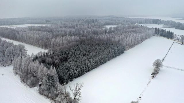 Działka leśna Harsz. Zdjęcie 11