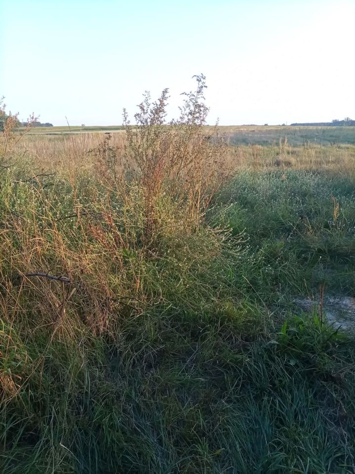 Działka rolno-budowlana Strzelce. Zdjęcie 4