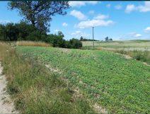 Działka budowlana Czarne Małe. Zdjęcie 4