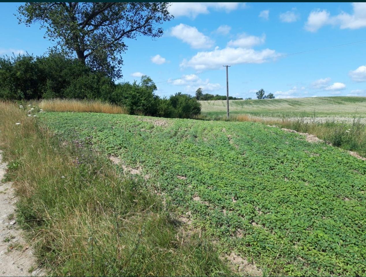 Działka budowlana Czarne Małe. Zdjęcie 5
