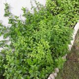 Działka rod Wrocław Fabryczna, ul. Strachowicka. Zdjęcie 2