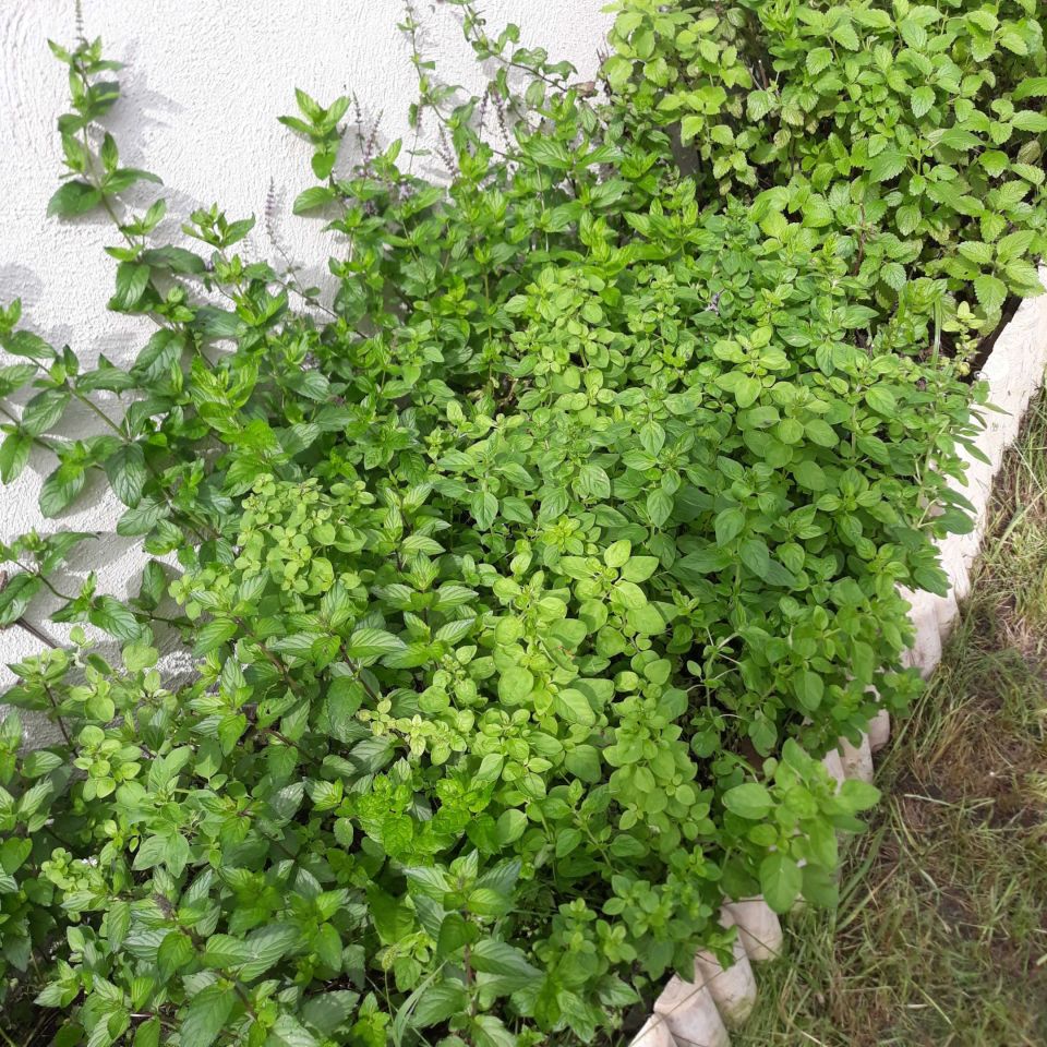 Działka rod Wrocław Fabryczna, ul. Strachowicka. Zdjęcie 3