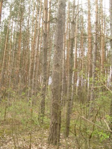 Działka leśna Horodyszcze. Zdjęcie 1