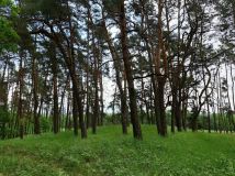 Działka leśna Laski. Zdjęcie 3
