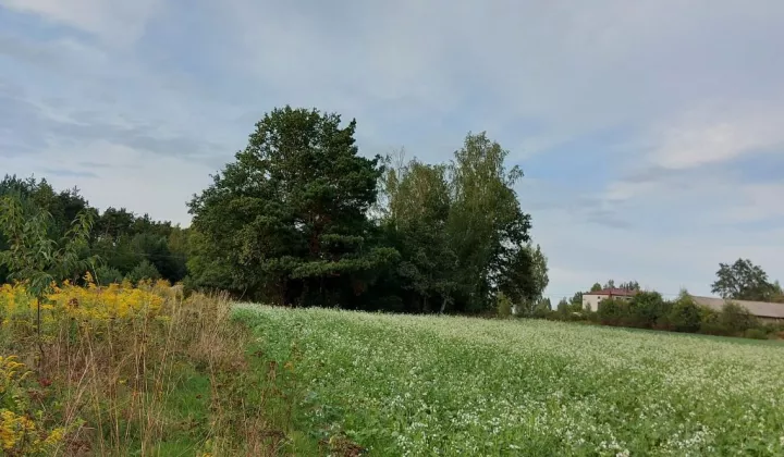 Działka siedliskowa Budy Dłutowskie