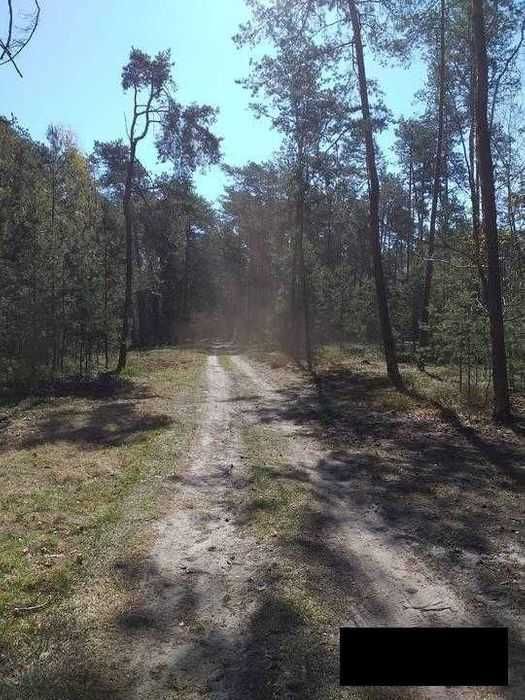 Działka leśna Radachówka. Zdjęcie 4