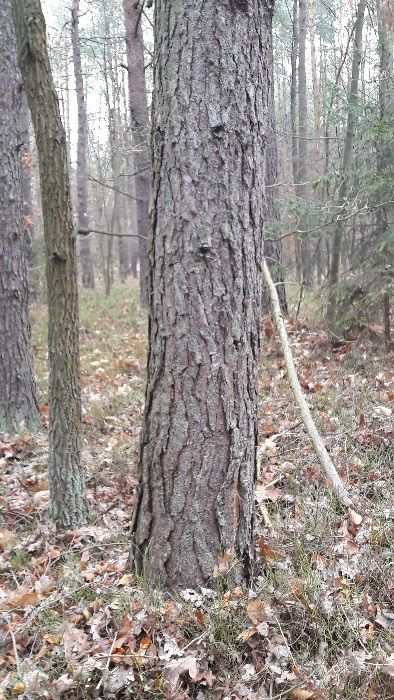 Działka leśna Huta Drewniana Wymysłów. Zdjęcie 6