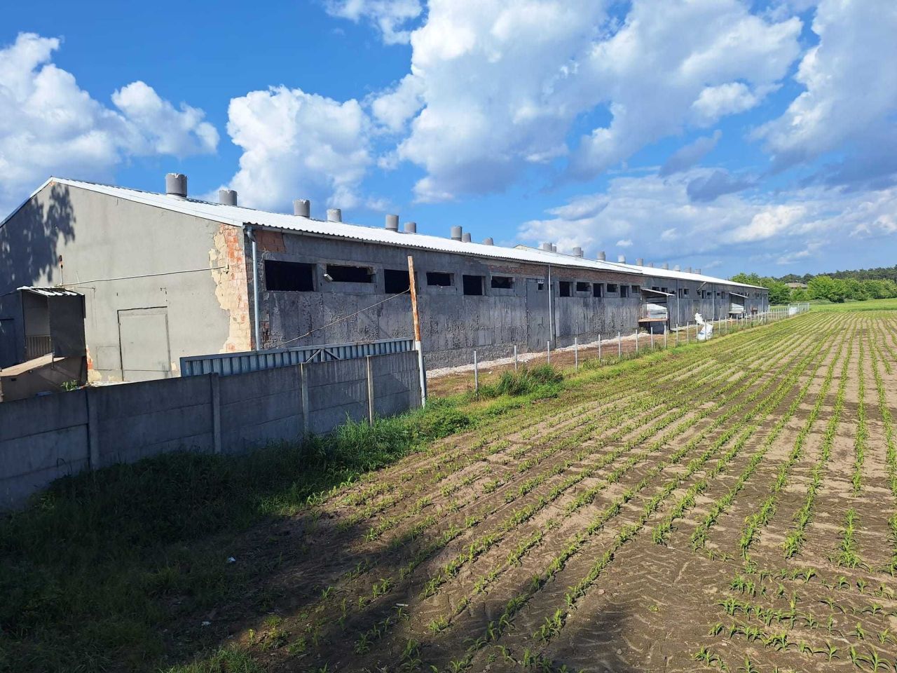 Działka rolna Skoraszewice