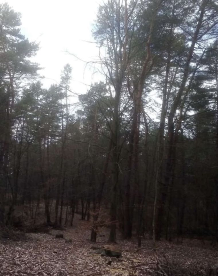Działka leśna Zaboreczno. Zdjęcie 3