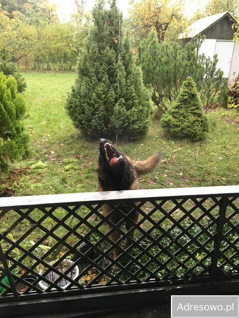 Działka rod Wrocław Fabryczna, ul. Hutnicza. Zdjęcie 6