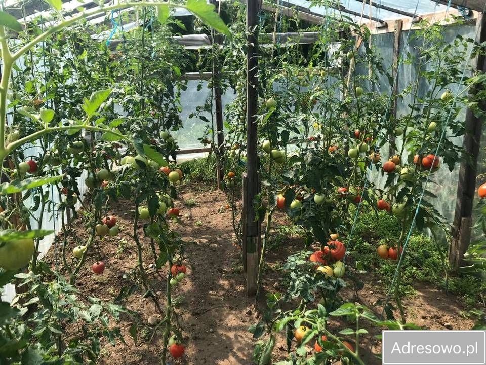 Działka rod Kuków. Zdjęcie 8