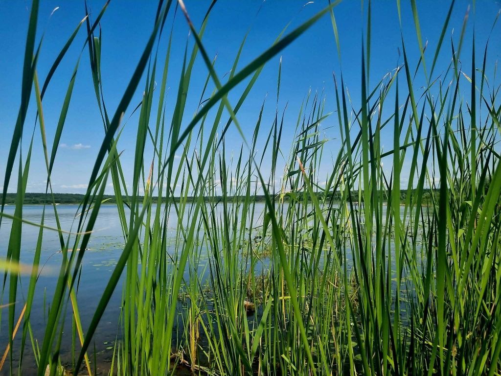 Działka leśna Daniszewice. Zdjęcie 2