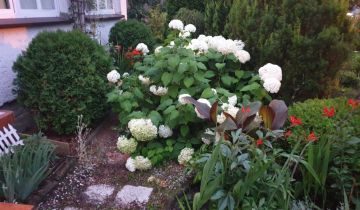 Działka rod Poznań Nowe Miasto, ul. Sypniewo