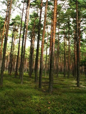 Działka leśna Wola Bokrzycka. Zdjęcie 1