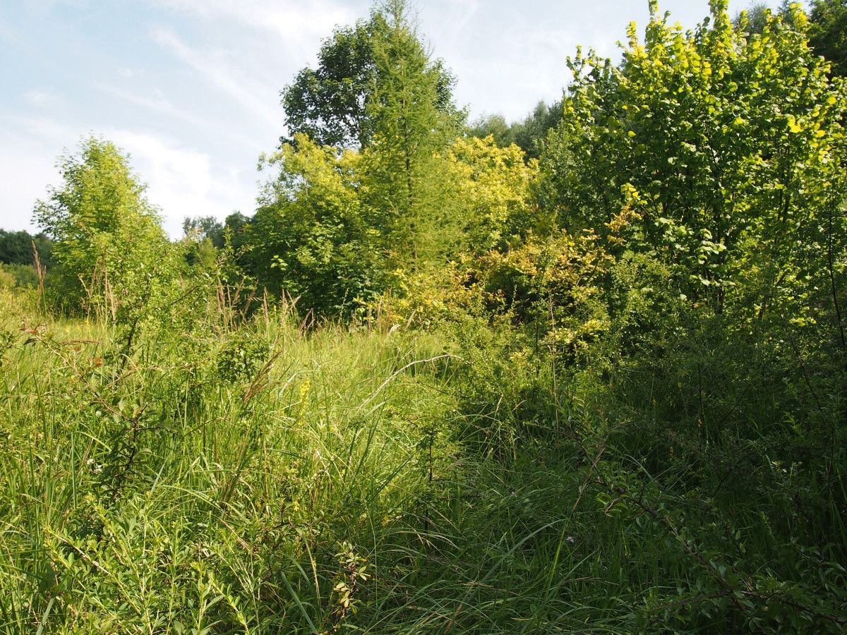 Działka rekreacyjna Śladów. Zdjęcie 14