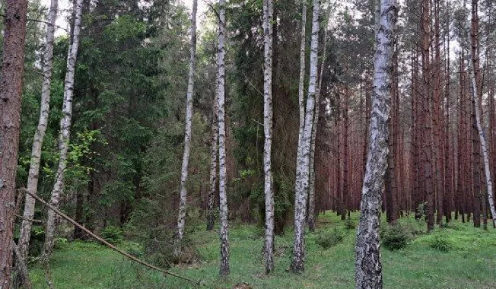 Działka leśna Tereszpol-Kukiełki