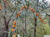 Działka rod Łódź Górna. Zdjęcie 1