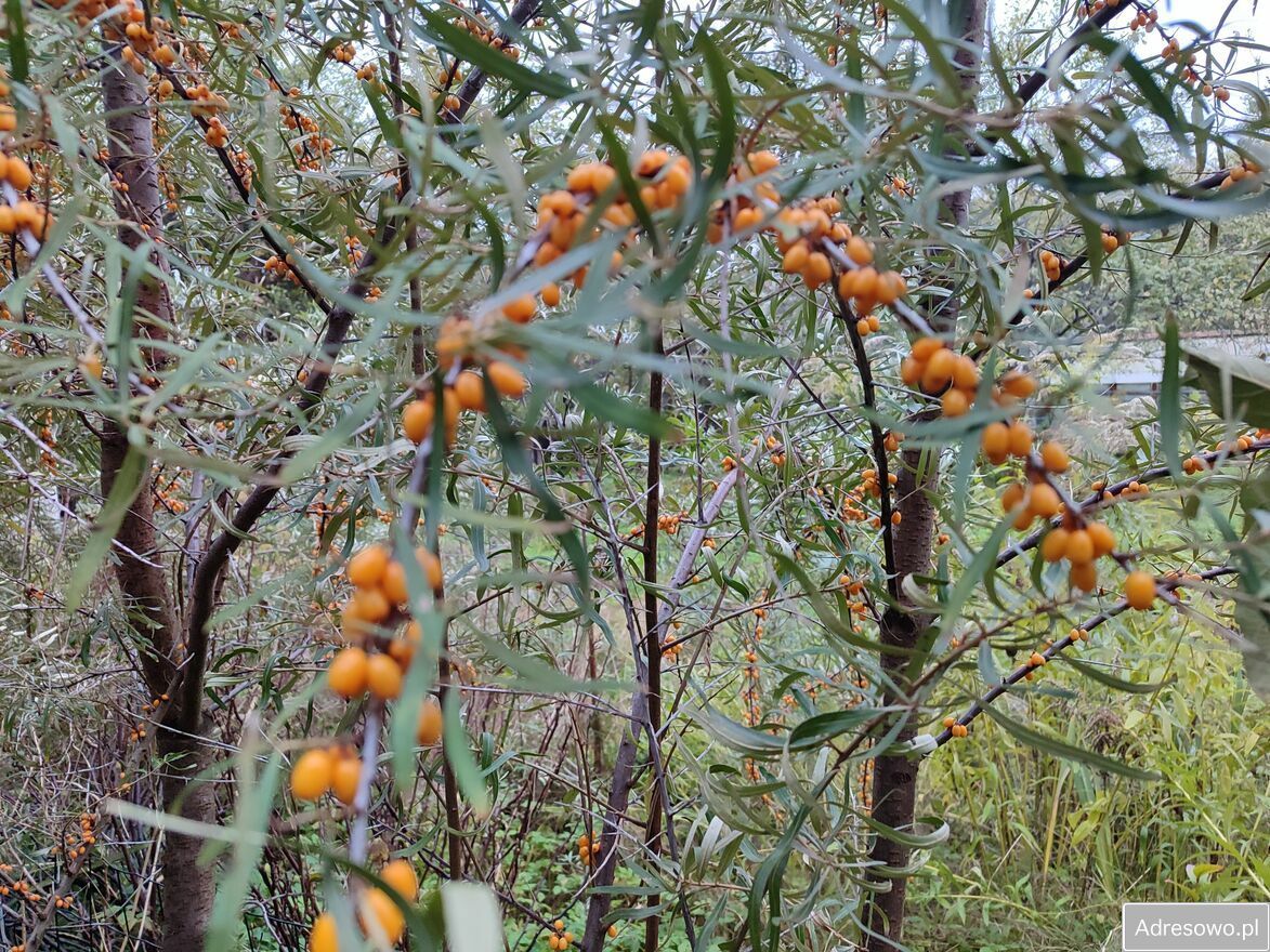 Działka rod Łódź Górna. Zdjęcie 2