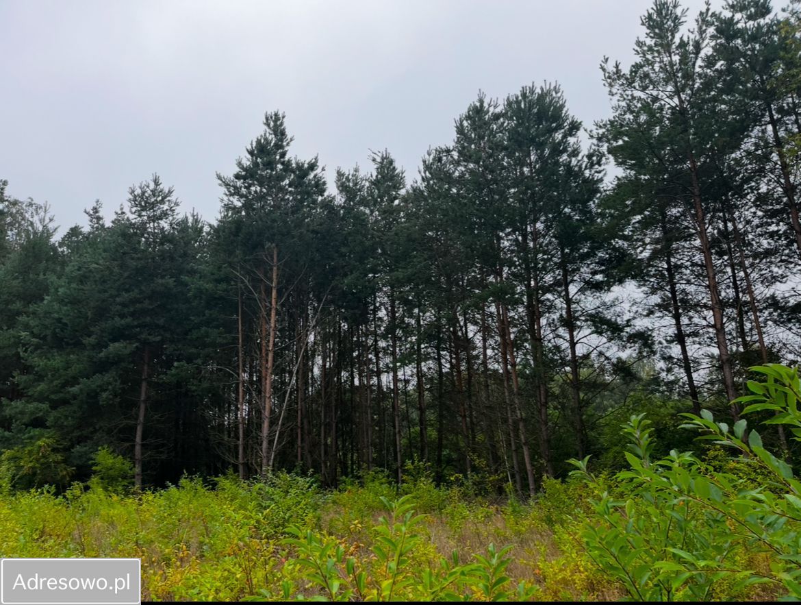 Działka budowlana Piotrkowice. Zdjęcie 3