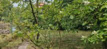 Działka rod Głubczyce, ul. Parkowa. Zdjęcie 1