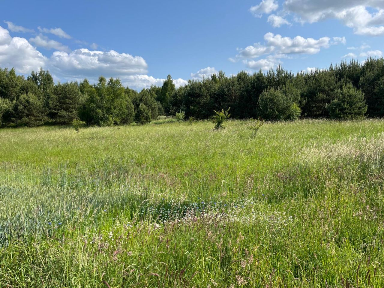 Działka budowlana Graniczna Wieś Pruska Karczma, ul. Jarzębinowa. Zdjęcie 4