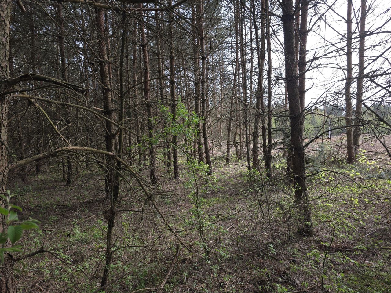 Działka leśna Ruś. Zdjęcie 5