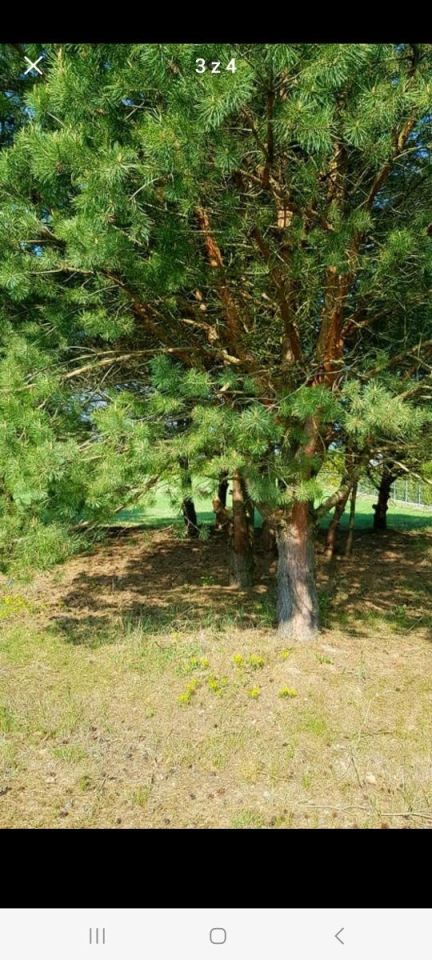 Działka budowlana Chełm Bazylany. Zdjęcie 4