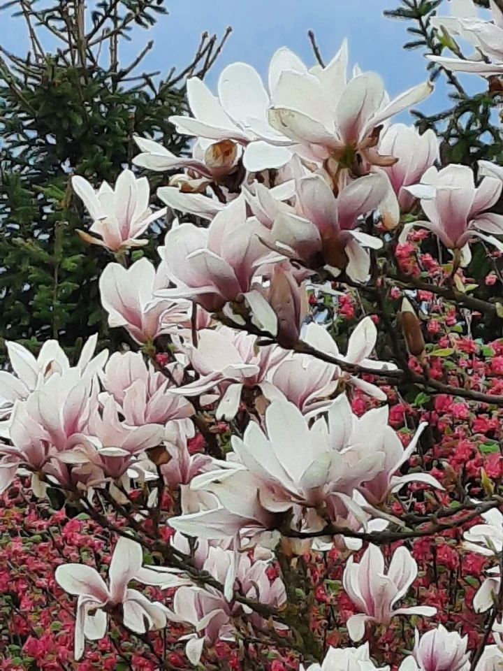 Działka rekreacyjna Wawrów. Zdjęcie 3